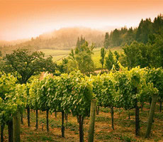 Water Cottage Sonoma