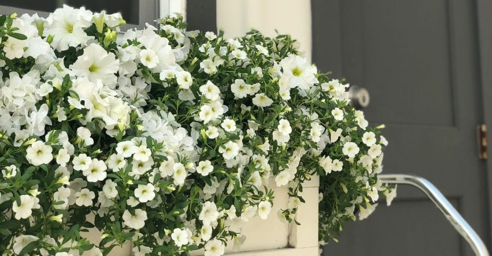 Flower box filled with flowers